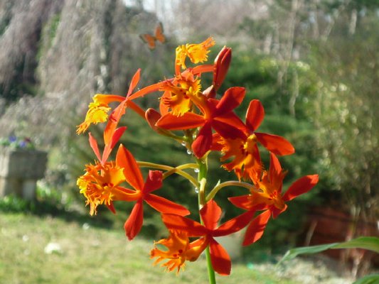 EPIDENDRUM LBAGUENSE